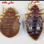 خدمات سمپاشی ساس سوسک با صد در صد گارانتی در شریعتی